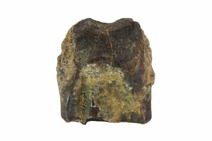Triceratops Shed Tooth - Montana #94844